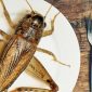 Grilos, larvas e escorpiões serão a comida do futuro