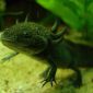 Freiras mexicanas estão empenhadas em salvar o axolote da extinção