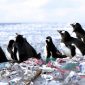 Estes pinguins vivem em uma ilha de plástico; mas a realidade é pior que isso
