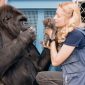 Morre Koko, a gorila que "falava" (e adorava gatos)