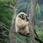 Misterioso primata extinto é descoberto em túmulo milenar de nobre chinesa