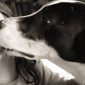 Afinal, as lambidas de cachorro no rosto são inofensivas