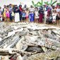 Multidão mata quase 300 crocodilos para vingar a morte de vizinho na Indonésia