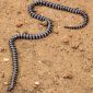 Nova espécie de cobra venenosa é descoberta por acaso na Austrália