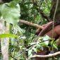 Índio vive sozinho há 22 anos na Amazônia; e está muito bem, obrigado