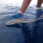 Tubarão com "olhos de desenho animado" é descoberto no golfo do México