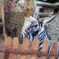 Zoológico no Egito é acusado de pintar burro para disfarçá-lo de zebra