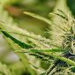 STJ autoriza importação direta de derivado da maconha para tratamento médico
