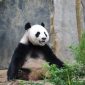 China abrirá parque para pandas do tamanho de Alagoas