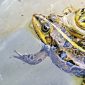 Proteína da pele de sapo pode curar ferimentos sem deixar cicatriz