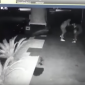 Juiz solta empresário filmado agredindo a esposa; imagens fortes