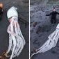 Mergulhadores encontram lula gigante em praia da Nova Zelândia