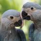 Protagonista do filme "Rio", a ararinha-azul está extinta