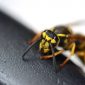 Os insetos estão “comendo” plástico (e isso ameaça a cadeia alimentar)