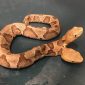 Cobra rara com duas cabeças é encontrada nos EUA