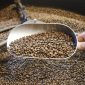 Café está perdendo a resistência à ferrugem em todo o mundo