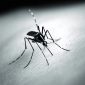 Mayaro: mais um vírus transmitido pelo Aedes aegypti que pode se espalhar