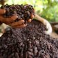 Origem do chocolate: muito antes e muito mais para o sul do que se pensava