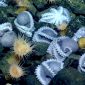 Maior berçário de polvos do mundo descoberto no fundo do Pacífico