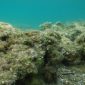 O fundo do mar está se dissolvendo (e a culpa é dos humanos)