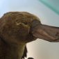 Futuro incerto para os ornitorrincos na Austrália