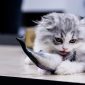 Linguagem anti-animal: PETA quer acabar com o pau e atirar peixe ao gato
