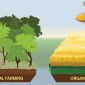 Agricultura orgânica é pior para o planeta