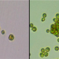 Cientistas testemunharam uma alga unicelular evoluindo para um organismo multicelular em tempo real