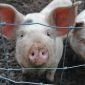 Carne artificial: os cientistas britânicos que estão criando bacon em laboratório