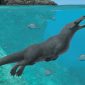 Fóssil: pesquisadores descobrem antiga baleia de quatro patas e cascos no Peru