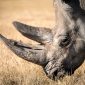 Extinção ameaça um milhão de espécies, diz estudo