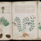 Lembra do misteriosíssimo Manuscrito de Voynich? Um acadêmico britânico acaba de desvendá-lo