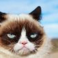 Grumpy Cat morre aos sete anos; Seu espírito "continuará vivo por meio de seus fãs"