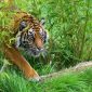 Tigres na verdade são verdes? Confira truque usado pelos felinos para enganar presa