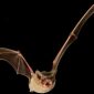 Morcego brasileiro é o animal voador mais rápido no mundo