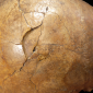 Cientistas encontram provas de um dos mais antigos assassinatos na história da humanidade