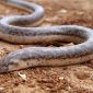 O homem que recebeu picadas de 200 cobras em nome da ciência