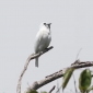Conheça a ave brasileira que tem o canto mais alto de um animal já registrado