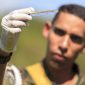 Zika vive até oito horas fora do corpo