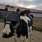 Vacas russas ganham visor de realidade virtual para reduzir ansiedade e dar mais leite