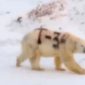 Mensagem misteriosa pintada em urso polar na Rússia alarma pesquisadores