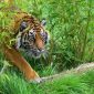 Os tigres foram extintos no Laos