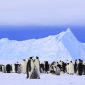 Inteligência artificial está sendo usada para combater extinção de pinguins