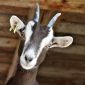 "Gangue" de cabras selvagens toma conta das ruas de uma cidade britânica em quarentena