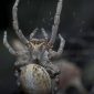 Aquecimento global está fazendo esta espécie de aranha recorrer ao canibalismo