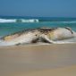 Imagens impressionantes mostram baleia de 23 metros encalhada em mar da Indonésia