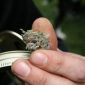 YouTube, Facebook: redes sociais bloqueiam contas de pesquisadores de maconha medicinal