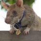 Rato farejador de minas recebe medalha pelo seu trabalho que salva muitas vidas