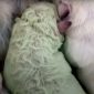 Pistachio, o cãozinho filhote que nasceu com pelo verde na Itália