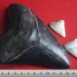 Estudo de dentes de megalodonte revela segredos do tubarão de 18 metros